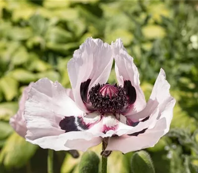 Papaver orientale 'Royal Wedding'