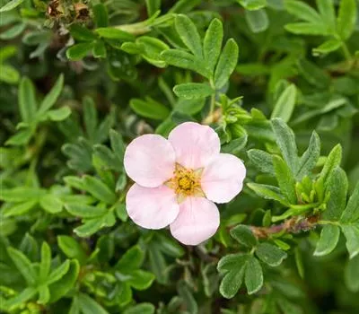 Potentilla frut. Pink Queen