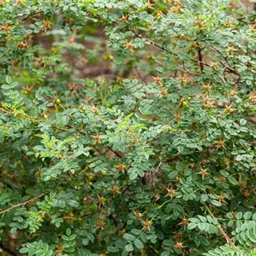 Rosa pimpinellifolia