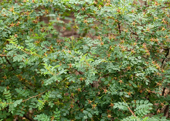 Rosa pimpinellifolia