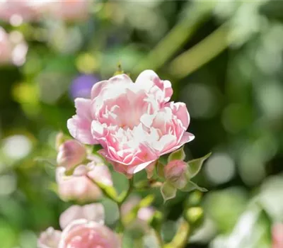 Rosa 'The Fairy' BDR Rosa 'The Fairy' BDR