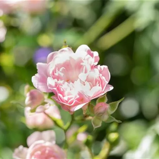 Rosa 'The Fairy' BDR