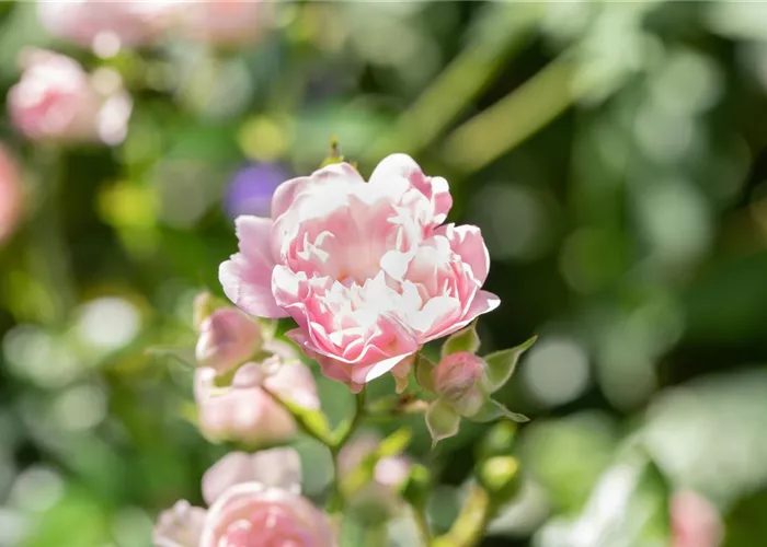 Rosa 'The Fairy' BDR