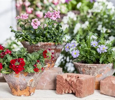 Der ganz große Stil im Garten - eine Anleitung für Menschen mit Liebe zu Effekten Der ganz große Stil im Garten - eine Anleitung für Menschen mit Liebe zu Effekten