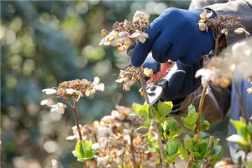 Alte Blütenstände machen Platz für neue Blüten Alte Blütenstände machen Platz für neue Blüten