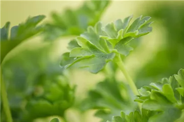 Urban Gardening – frische Kräuter für den Balkon