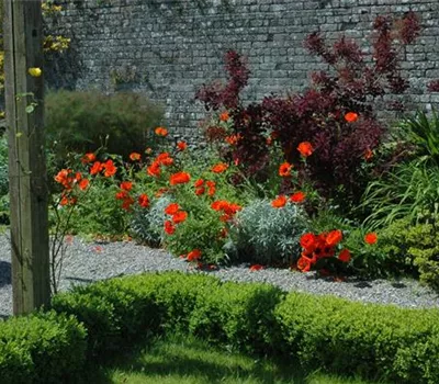 Stauden – pflanzen, pflegen, lieben Stauden – pflanzen, pflegen, lieben