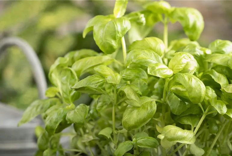 Ocimum basilicum Ocimum basilicum