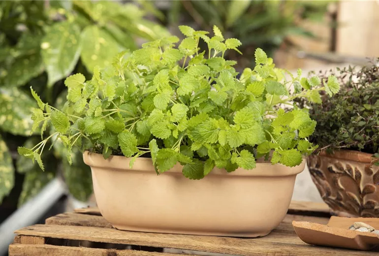 Melissa officinalis Melissa officinalis