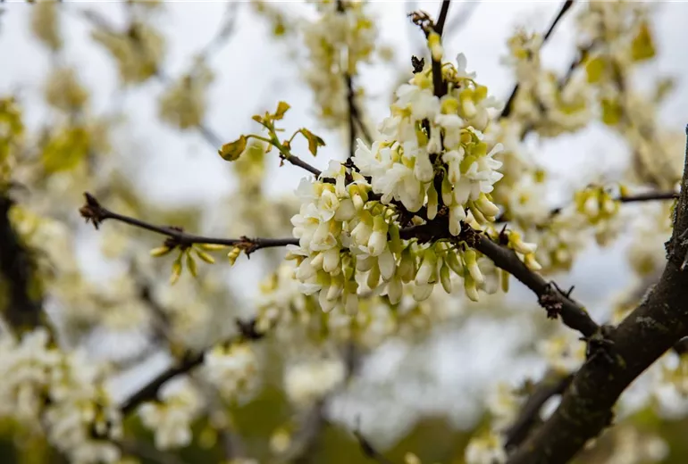 Cercis siliquastrum 'Alba' Cercis siliquastrum 'Alba'