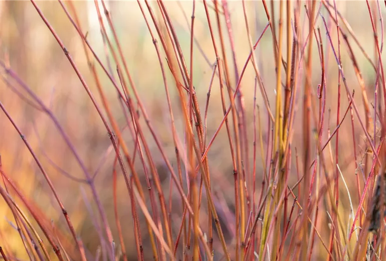Cornus sericea 'Kelsey' Cornus sericea 'Kelsey'