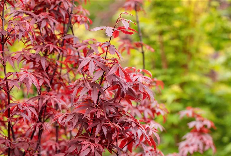 Acer palmatum 'Skeeter´s Broom'