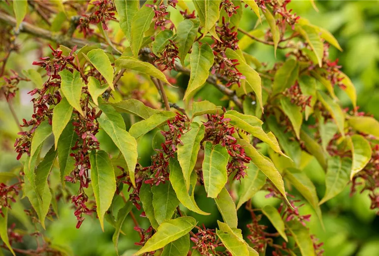 Acer davidii 'Serpentine' Acer davidii 'Serpentine'