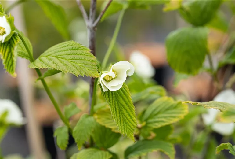 Rhodotypos scandens Rhodotypos scandens