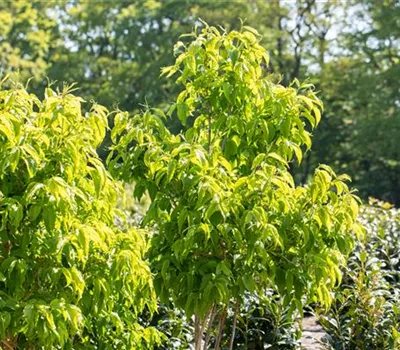 Heptacodium miconioides