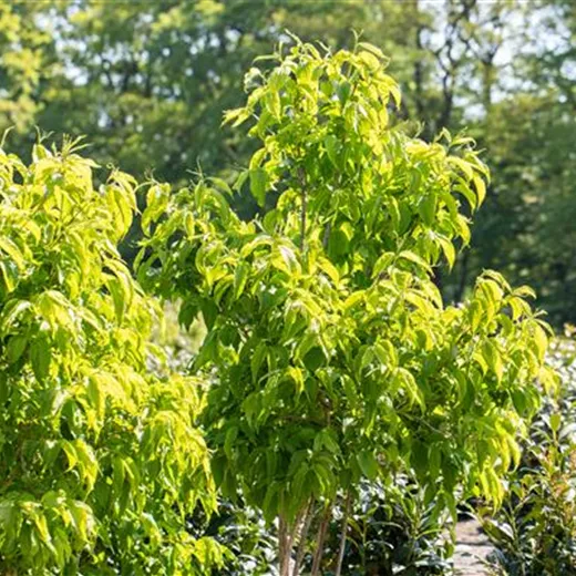 Heptacodium miconioides Heptacodium miconioides