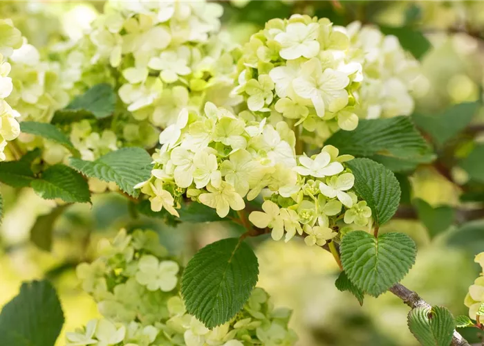 Laubgehölze pflegen – So bleibt der Garten schön Laubgehölze pflegen – So bleibt der Garten schön