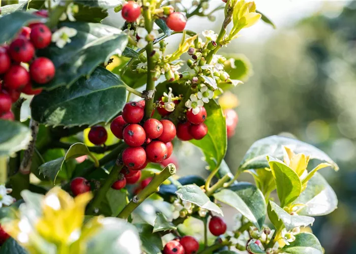 Laubgehölze zurückschneiden und in Form bringen Laubgehölze zurückschneiden und in Form bringen