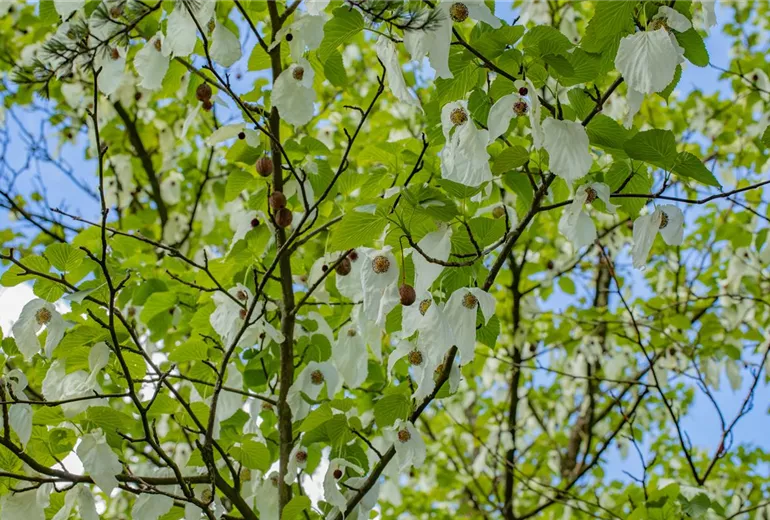 Davidia involucrata vilmoriniana Davidia involucrata vilmoriniana