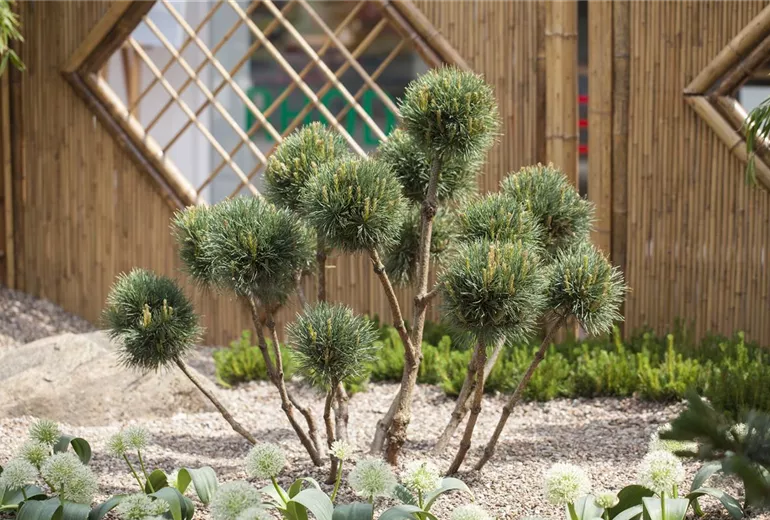 Pinus sylvestris Pinus sylvestris