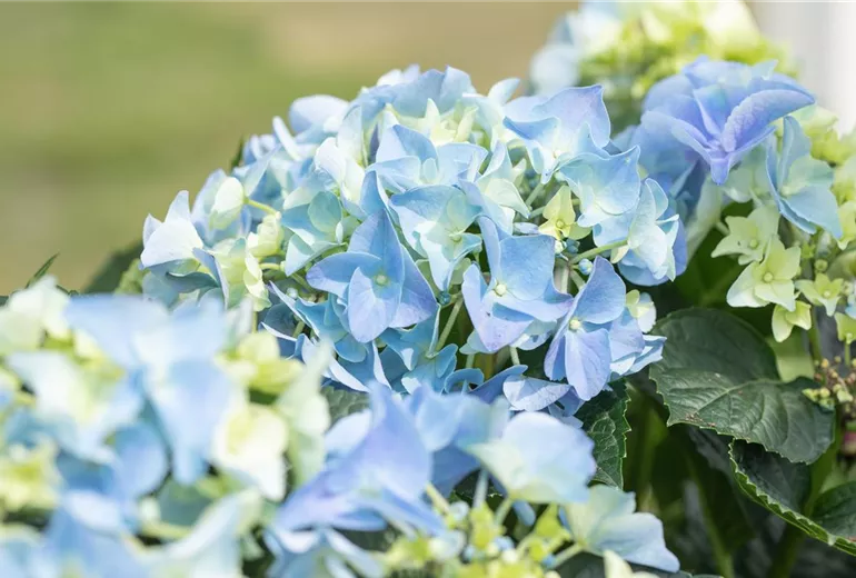 Hydrangea macrophylla, blau Hydrangea macrophylla, blau
