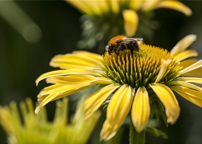 Gemüse blühen lassen als Insektenweide