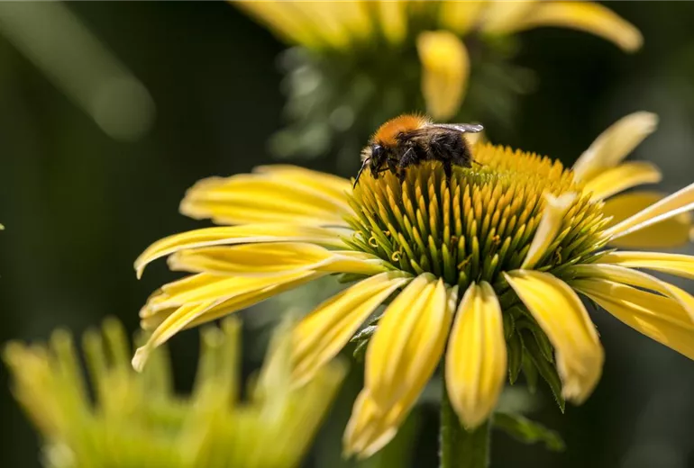 Echinacea purpurea, gelb Echinacea purpurea, gelb