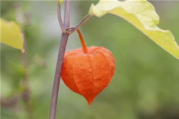 Exotische Früchte gedeihen auch im eigenen Garten