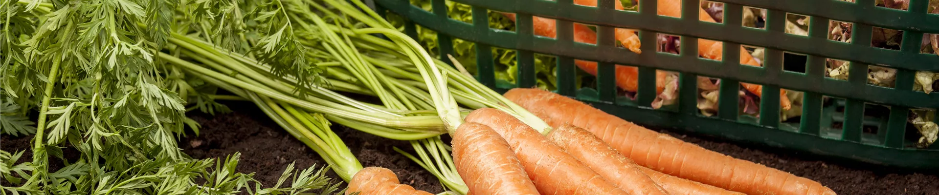Daucus carota var. sativus Daucus carota var. sativus