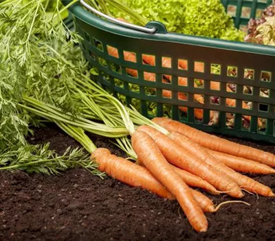 Möhren vereinzeln Möhren vereinzeln