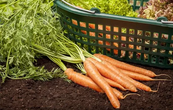 Schädlinge an Möhre und Zwiebel Schädlinge an Möhre und Zwiebel