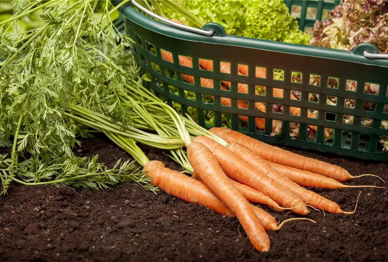 Daucus carota var. sativus Daucus carota var. sativus