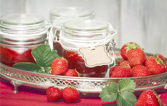 Vom Strauch auf den Frühstückstisch – nach der Ernte kommt der Genuss Vom Strauch auf den Frühstückstisch – nach der Ernte kommt der Genuss