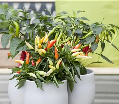 Paprika aus dem eigenen Garten Paprika aus dem eigenen Garten