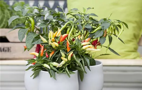 Paprika aus dem eigenen Garten Paprika aus dem eigenen Garten