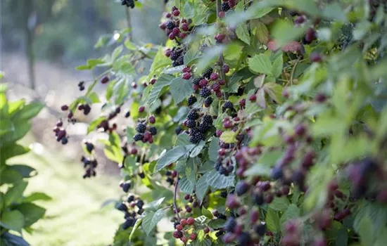 Brombeeren – wilde Leckereien mit langer Tradition Brombeeren – wilde Leckereien mit langer Tradition