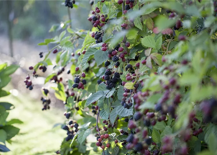 Brombeeren – wilde Leckereien mit langer Tradition