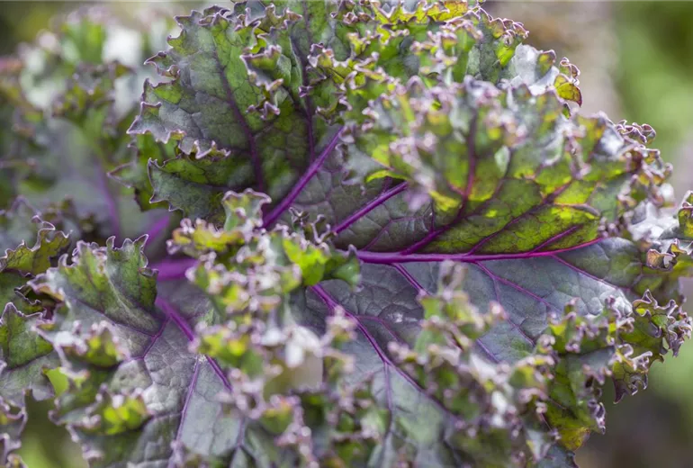 Brassica oleracea var. sabellica Brassica oleracea var. sabellica