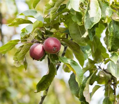 Achtung, fertig, Naschzeit - Die Ernte geht los! Achtung, fertig, Naschzeit - Die Ernte geht los!