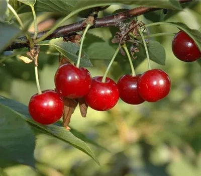 Prunus cer.'Köröser Weichsel' CAC