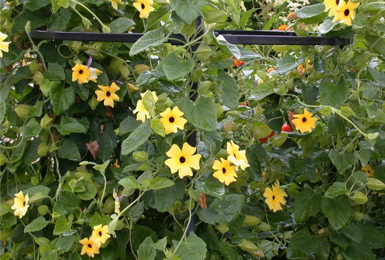 Thunbergia alata