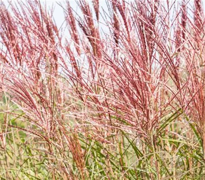 Gräser – vielseitig und schön Gräser – vielseitig und schön