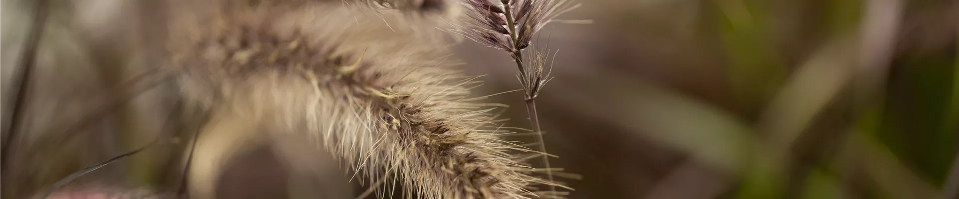 Pennisetum setaceum 'Red Fox'
