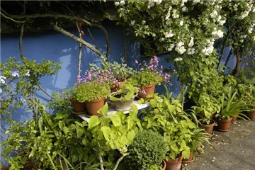 Die Blumentreppe – Blüten wollen hoch hinaus