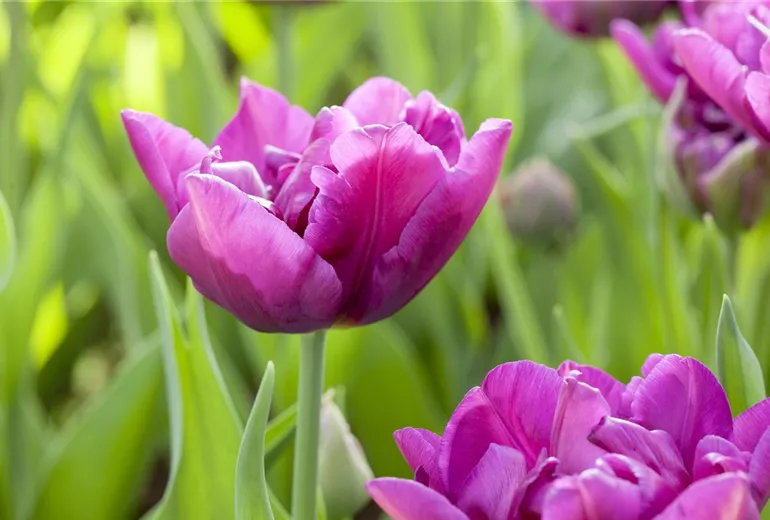 Tulipa, violett
