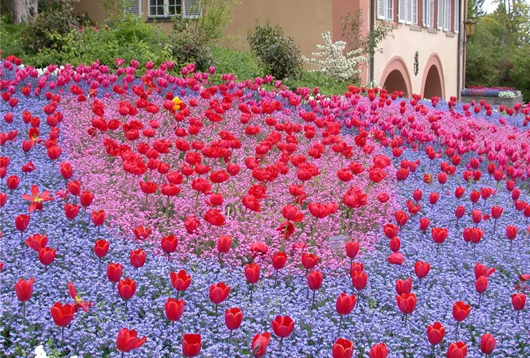 Myosotis sylvatica, Tulipa