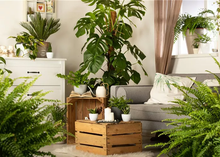 Ein Dschungel im eigenen Wohnzimmer Ein Dschungel im eigenen Wohnzimmer