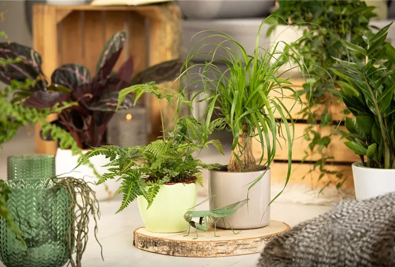 Davallia bullata Davallia bullata