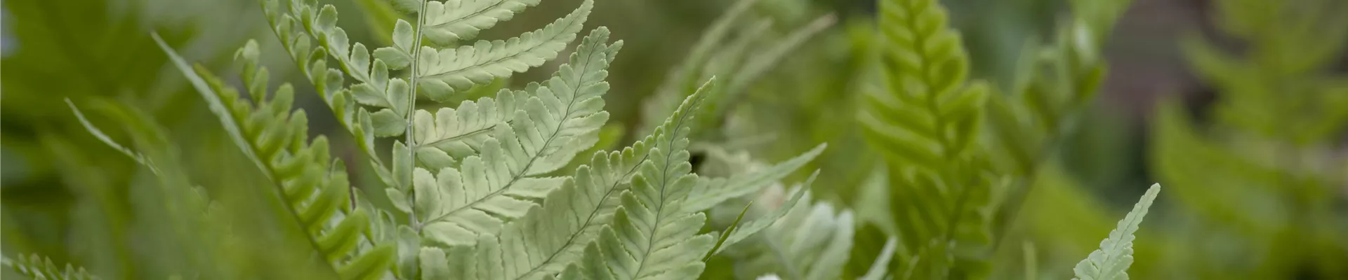 Dryopteris erythrosora Dryopteris erythrosora