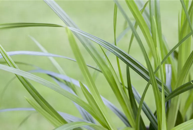 Carex morrowii Carex morrowii